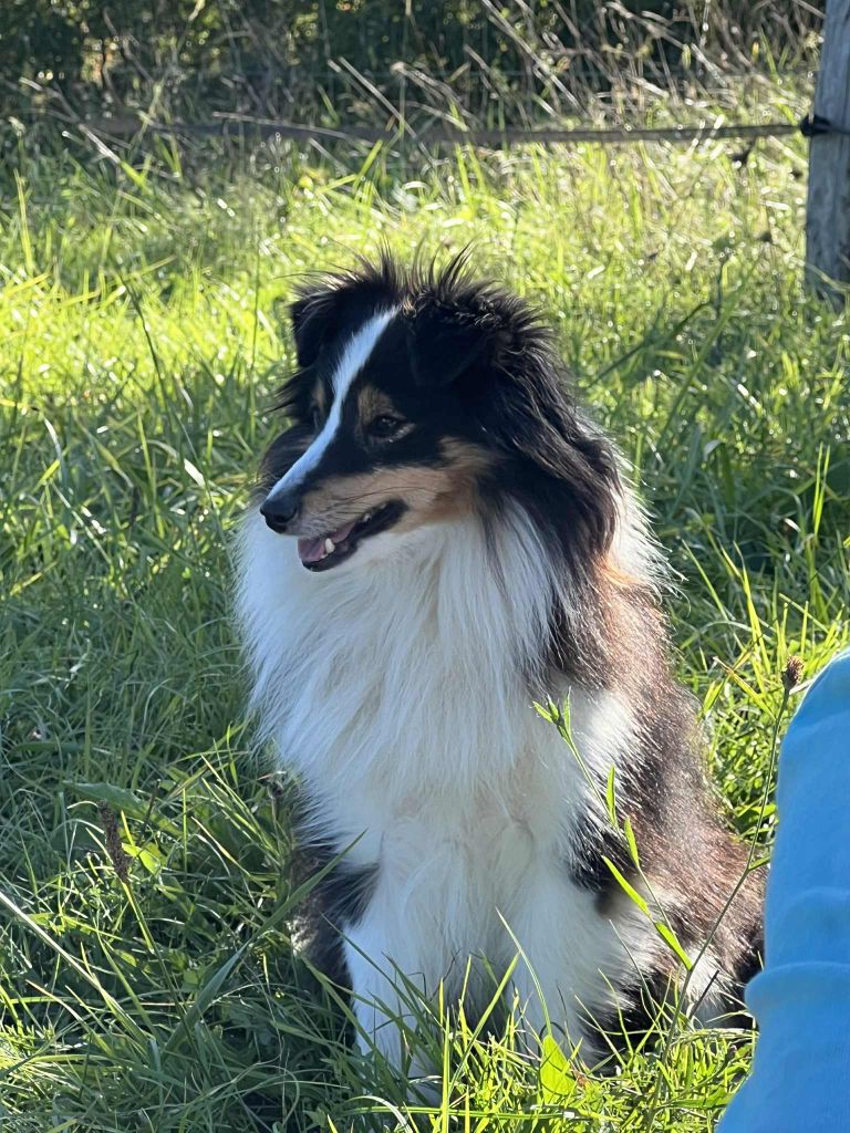 San francisco little saigon des lutins de cassiopées