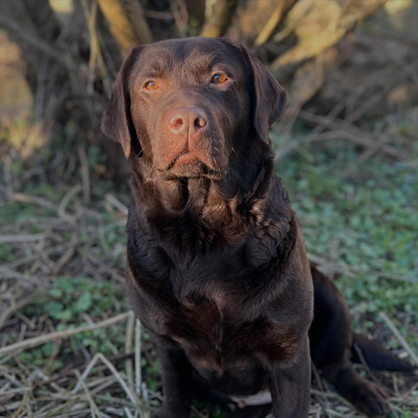 Tia Au Jardin De Nelson