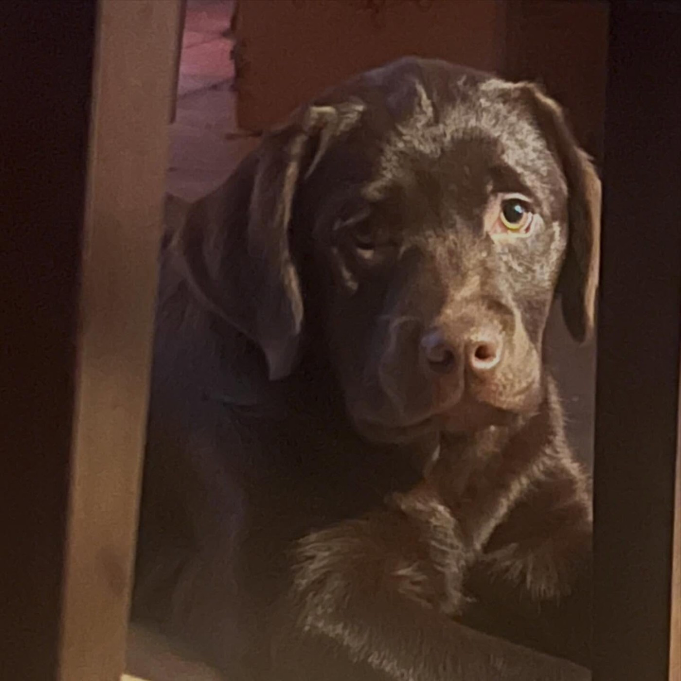 Des bébés vont arriver....Vous rêver de chocolat.... il est temps de CRAQUER 😍 A voir en Moselle.