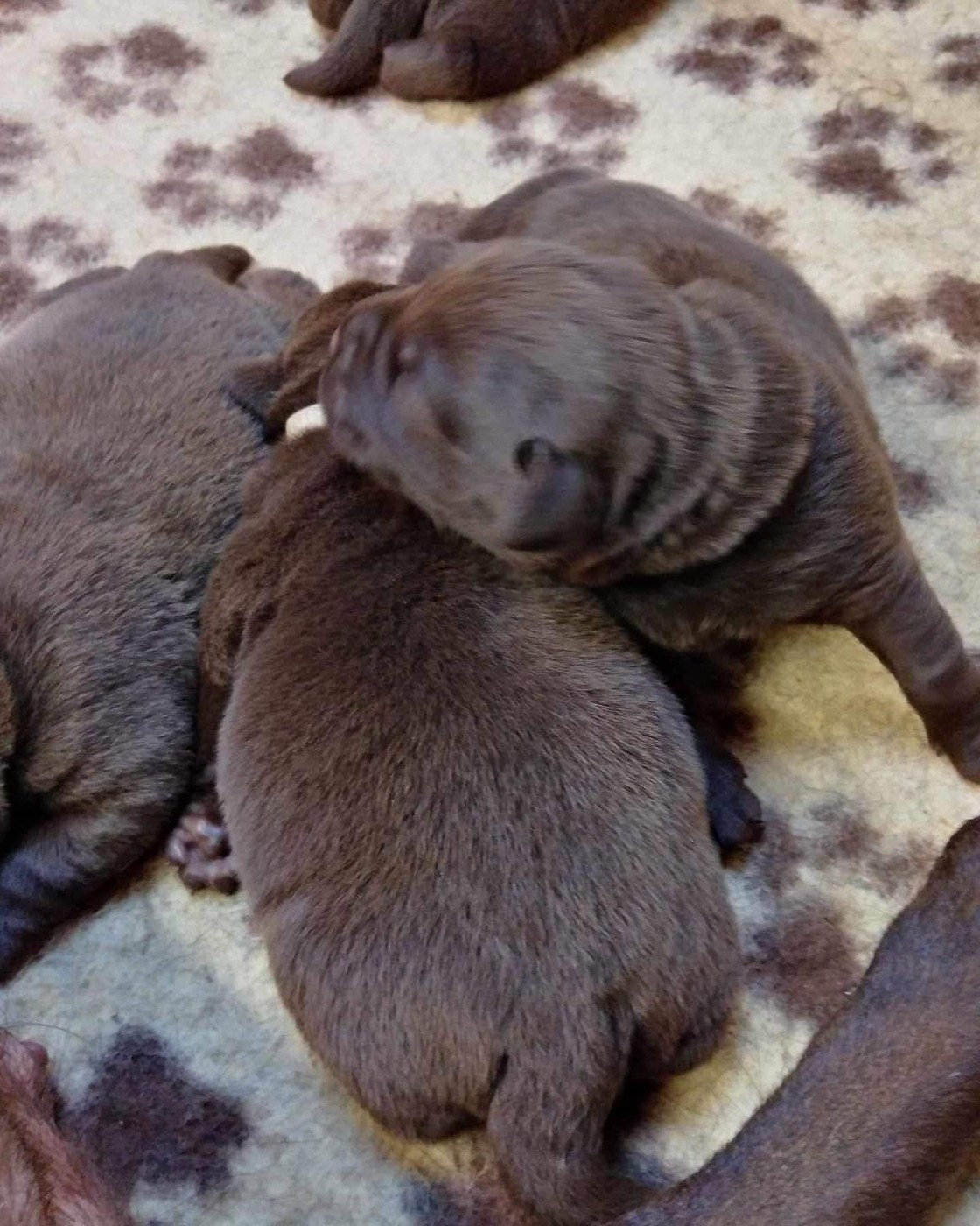 Des bébés sont arrivé....Vous rêver de chocolat.... il est temps de CRAQUER 😍 Il reste un petit mâle chocolat très très craquant qui rêve de vous rencontrer. A voir en Moselle.