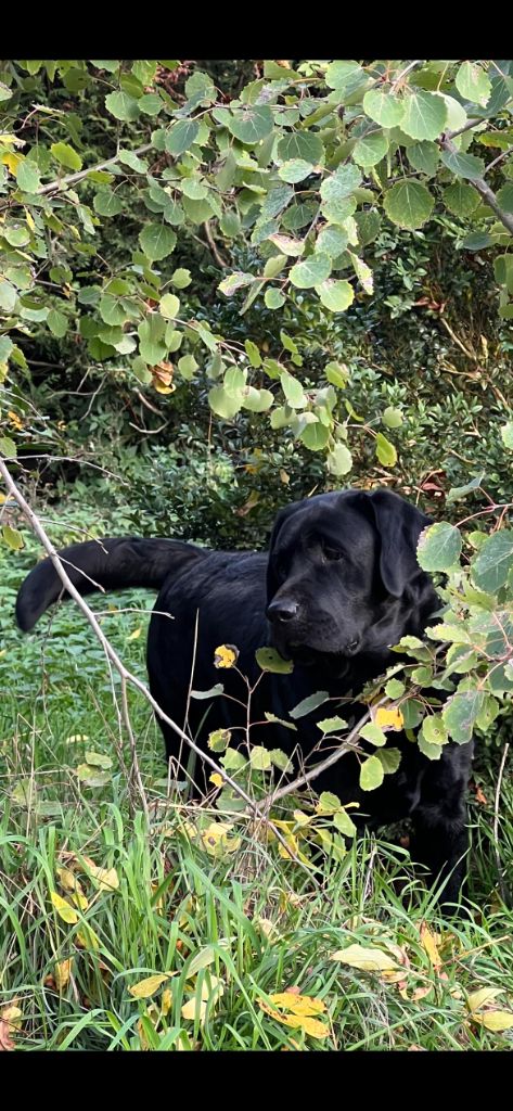 Des bébés Labrador vont bientôt arriver.