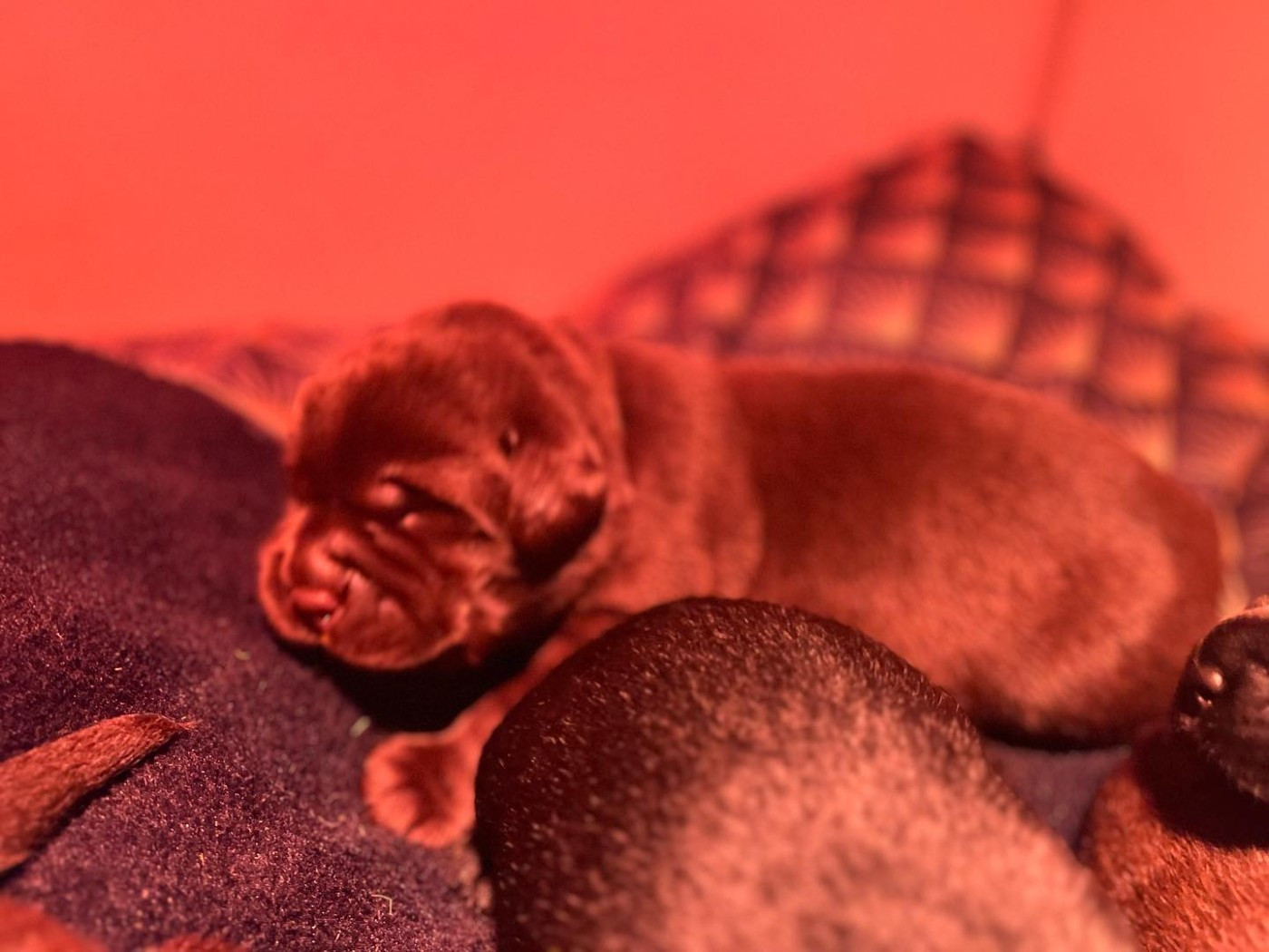 du Jardin Des Fées - Chiots disponibles - Labrador Retriever