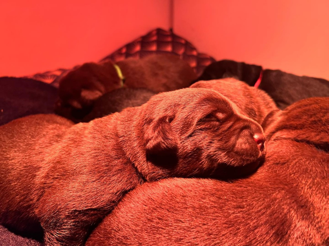 du Jardin Des Fées - Chiots disponibles - Labrador Retriever