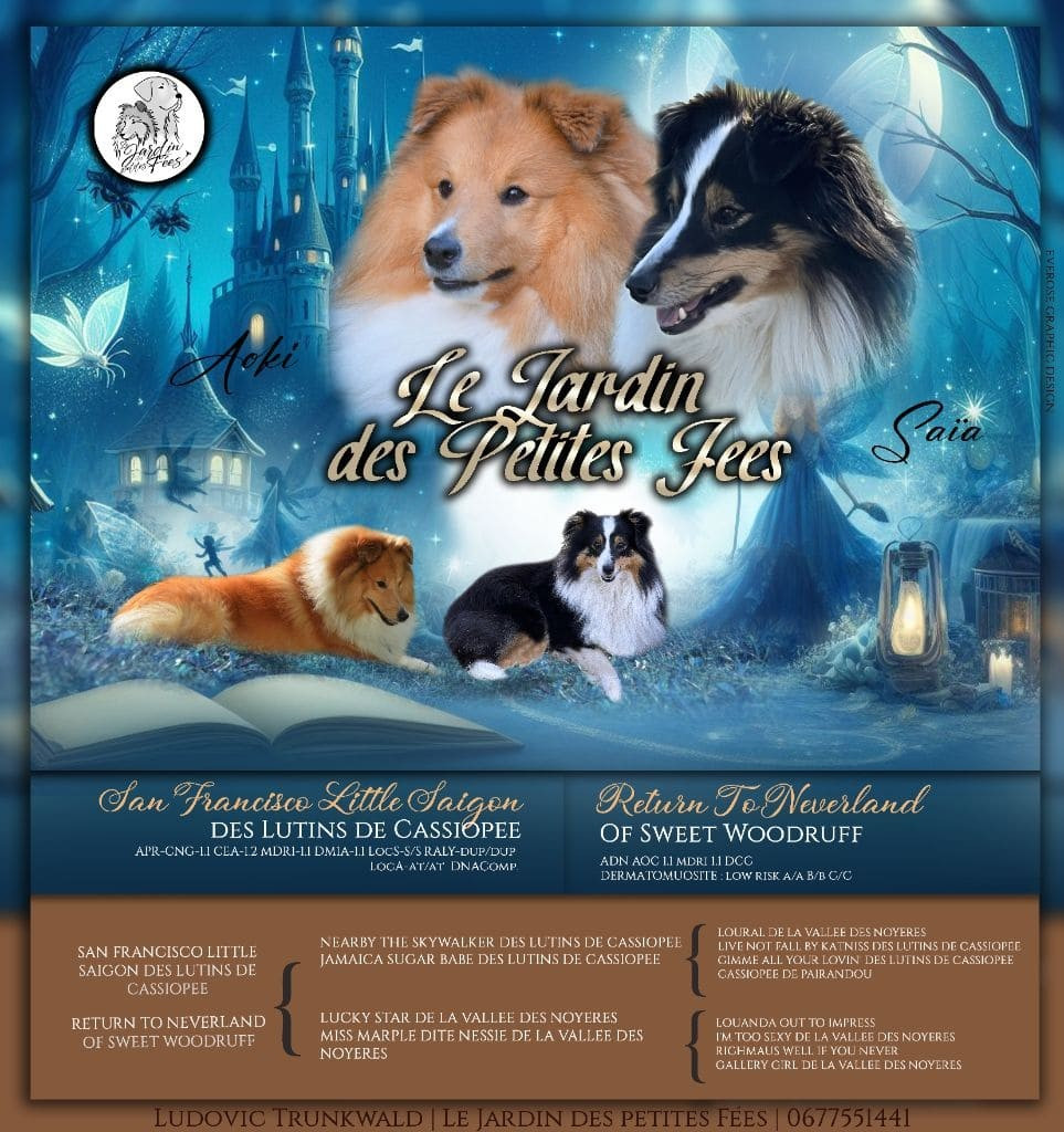 du Jardin Des Fées - Shetland Sheepdog - Portée née le 03/10/2025
