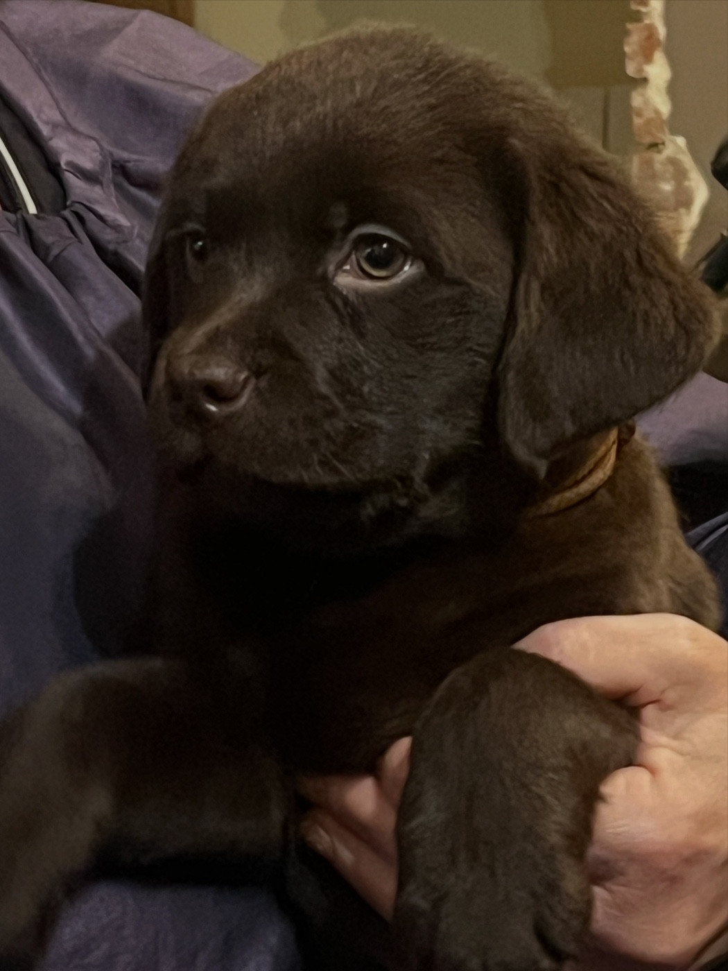 du Jardin Des Fées - Chiots disponibles - Labrador Retriever