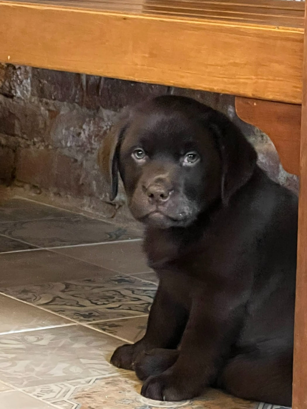 du Jardin Des Fées - Chiots disponibles - Labrador Retriever