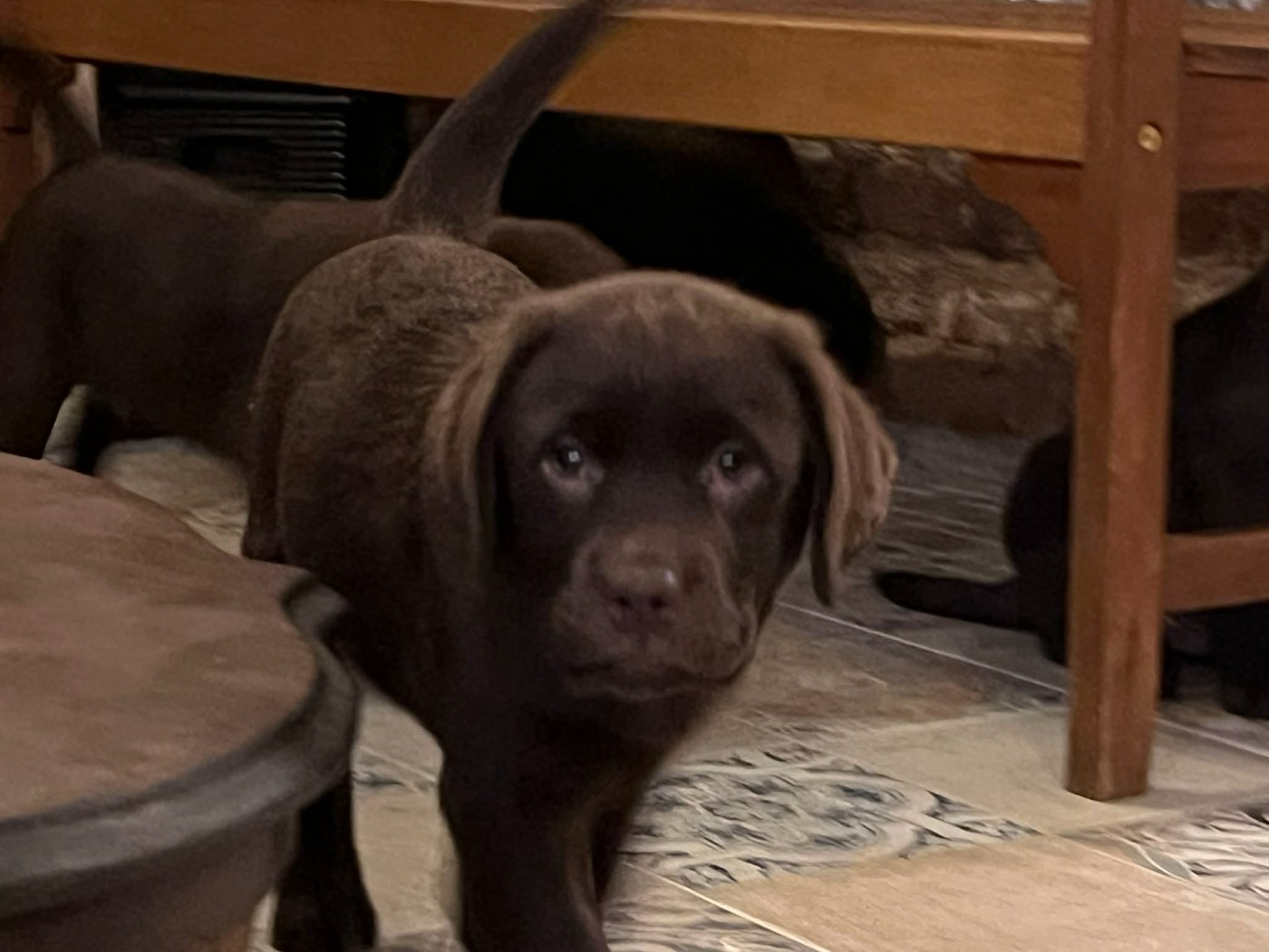 du Jardin Des Fées - Chiots disponibles - Labrador Retriever