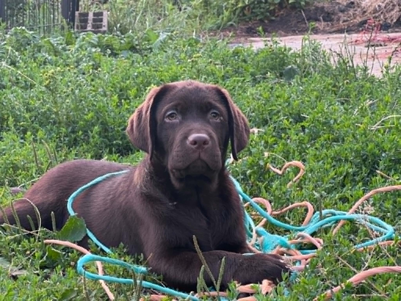 du Jardin Des Fées - Chiots disponibles - Labrador Retriever