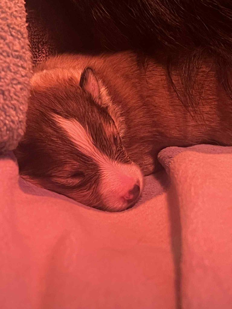 du Jardin Des Fées - Chiots disponibles - Shetland Sheepdog