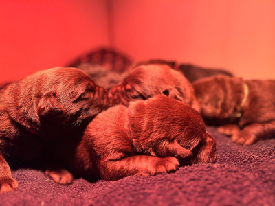 CHIOT collier marron